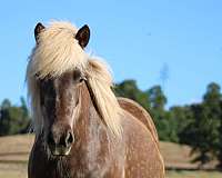 silb-dressage-horse