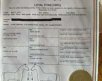 dutch-warmblood-horse-for-sale