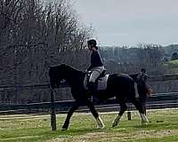 dutch-warmblood-horse