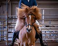 blaze-horse