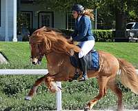 dun-blaze-horse