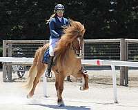 all-around-icelandic-horse