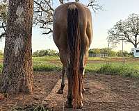 quarter-horse