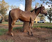 quarter-horse-gelding