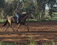 quarter-horse-for-sale