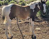 grulla-tobiano-reining-horse