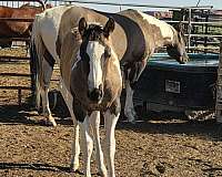 grulla-tobiano-trail-horse