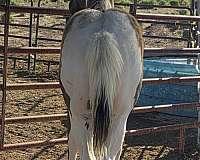 grulla-tobiano-apha-colt