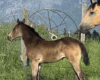 trail-ridi-filly