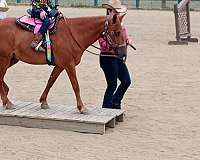 all-around-quarter-pony
