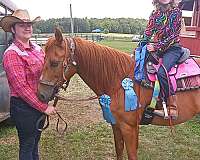 sorrel-quarter-pony-gelding