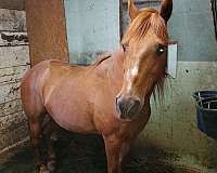 affordable-quarter-pony