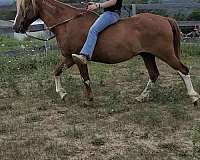 all-around-mustang-horse