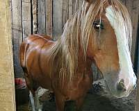 friends-mustang-horse