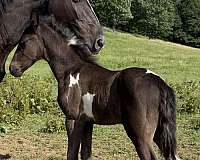 tennessee-walking-colt
