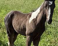 beautiful-tennessee-walking-horse