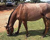 roan-gentle-ranch-horse-3-year-old-bay-quarter