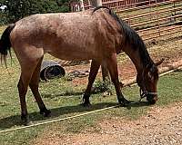 roan-gentle-ranch-horse-3-year-old-bay