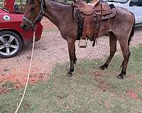 roan-gentle-ranch-horse-3-year-old-bay-mare
