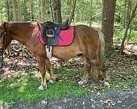 chestnut-blaze-pony