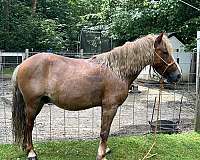cross-trail-haflinger-pony