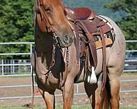 red-roan-none-horse