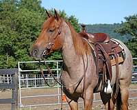 trail-partner-quarter-horse