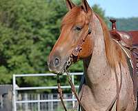 red-roan-quarter-horse