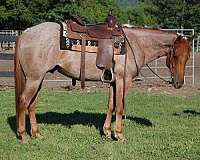 gelding-quarter-horse