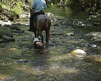all-around-quarter-horse