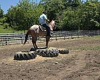 all-quarter-horse