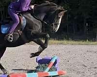 safe-quarter-horse