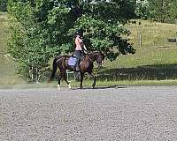 dressage-quarter-horse