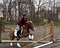 gaming-welsh-pony