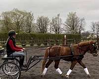 kid-safe-welsh-pony