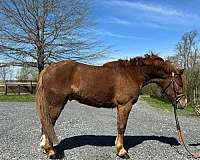 trail-welsh-pony