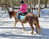 kid-safe-welsh-pony