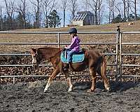 pony-welsh