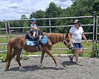 trail-welsh-pony