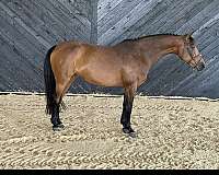 cross-country-warmblood-horse