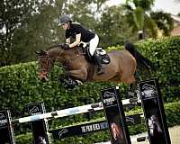 jumper-warmblood-horse