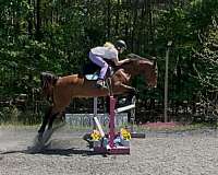 show-jumping-warmblood-horse