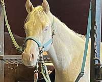 cremello-quarter-horse-gelding