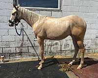 cremello-aqha-gelding