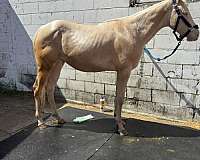 cremello-aqha-horse