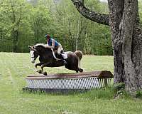 all-around-prospect-appaloosa-pony