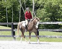 all-arounder-appaloosa-pony