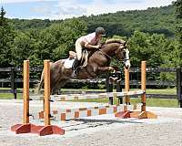 bay-roan-star-socks-pony