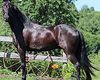 driving-trail-riding-racking-horse