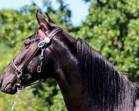 black-driving-trail-riding-horse